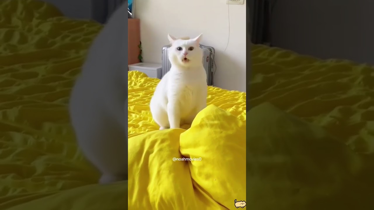 Funny Cats