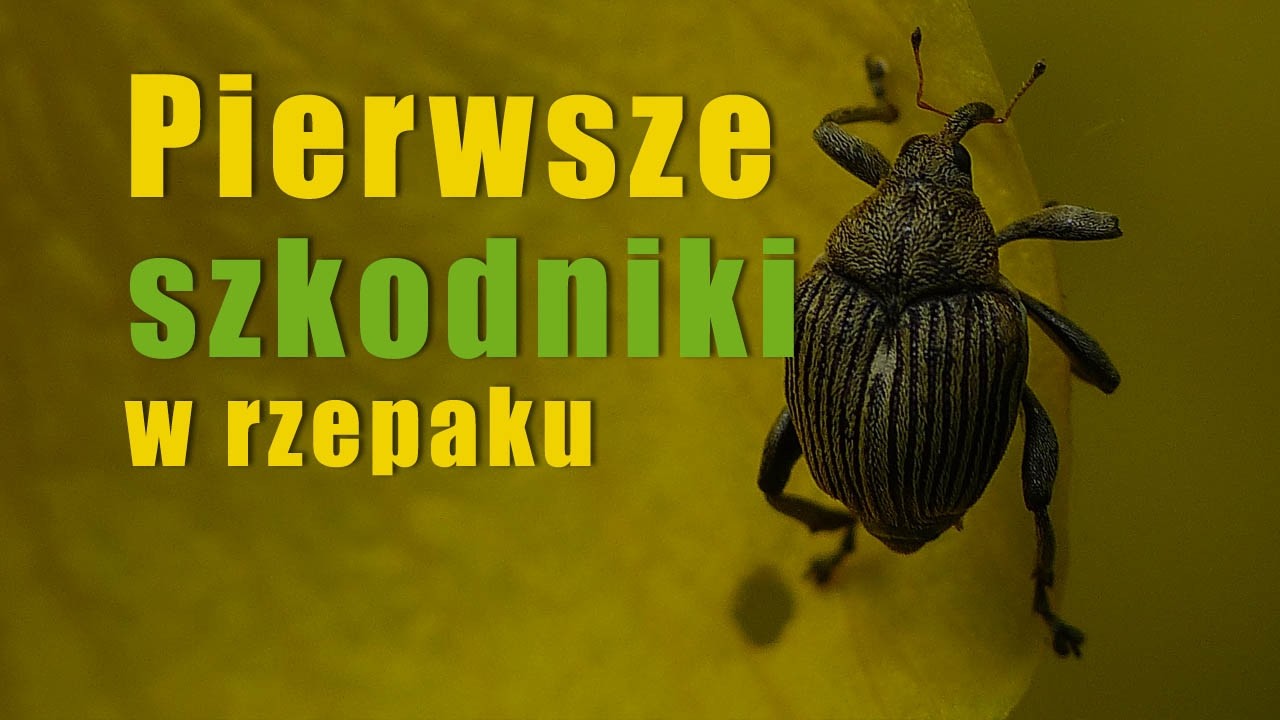 Pierwsze szkodniki w rzepaku - kiedy pojawiają się chowacze i czym je zwalczyć?