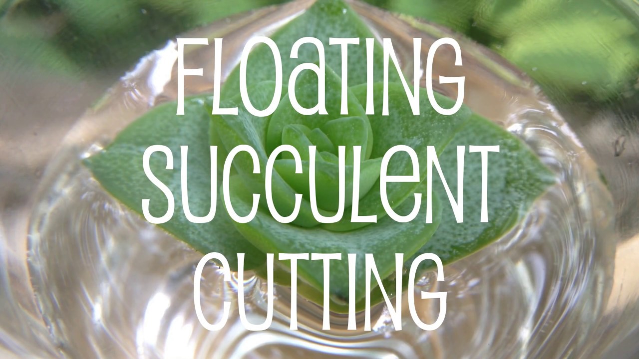 Floating Succulent Cutting & Crown Propagation Experiment