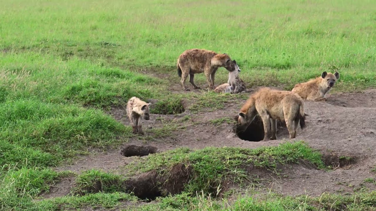 Grumeti Game Reserve, Tanzania - Spotted Hyenas at their den 2026 Jan. 16