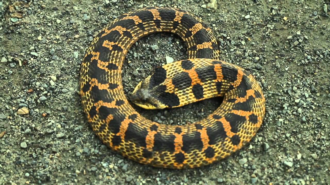 Eastern Hog-nosed Snake (Heterodon platirhinos) - 6-25-2011