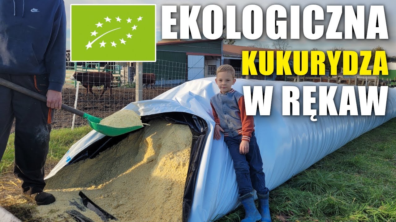 SZCZYT EKOLOGICZNEGO BOGACTWA - 8 TON EKO KUKURYDZY / POWRACAMY NA YouTube ;)