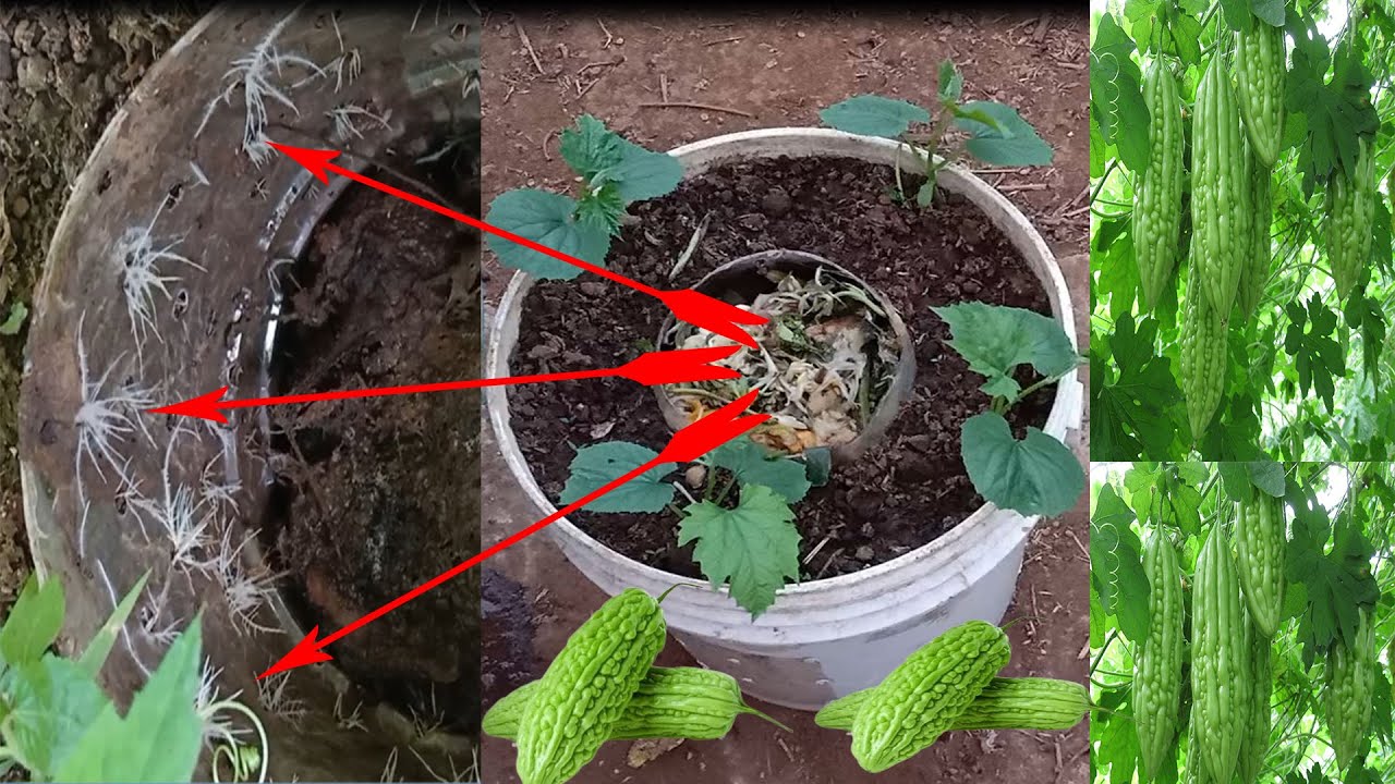 Recycle paint bucket and kitchen garbage to grow bitter melon at home