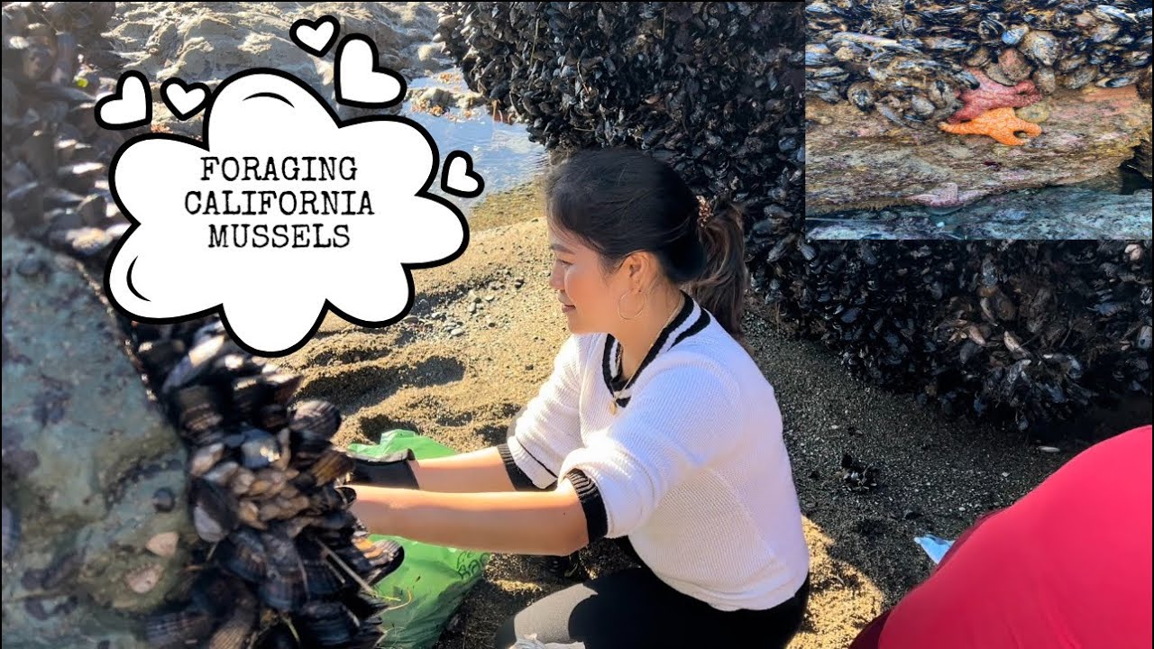 FORAGING AND COOK MUSSELS | DILLON BEACH BODEGA BAY CA