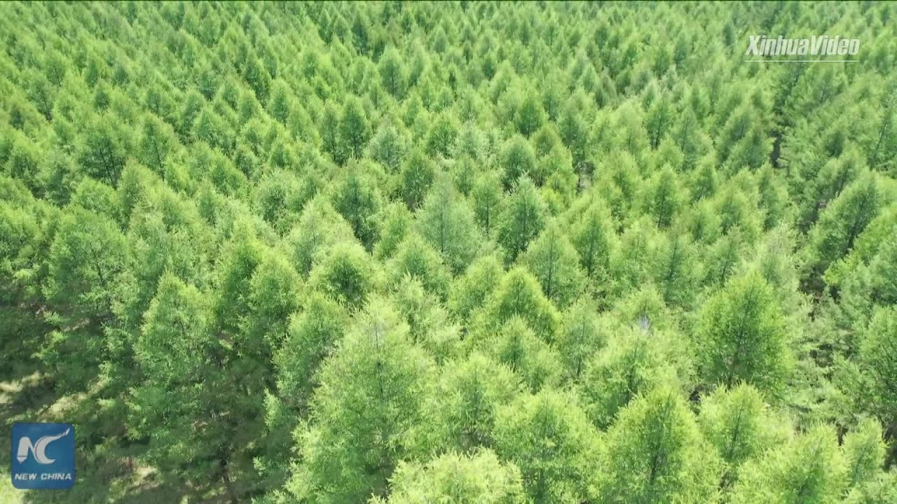 Saihanba, China's green miracle | Stories shared by Xi Jinping
