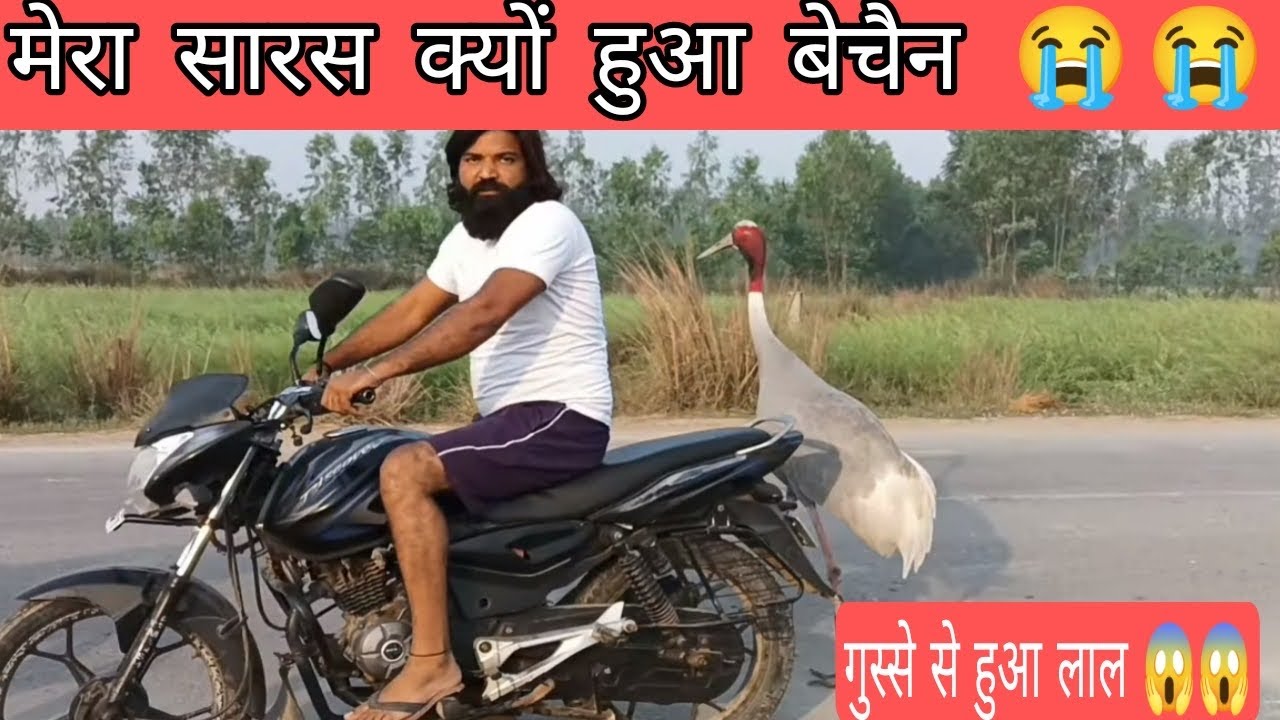 आज मेरा सारस हुआ बेचैन गुस्से से है  लाल #DailyVlogs#Vlogs#Sars#Arif#Viral