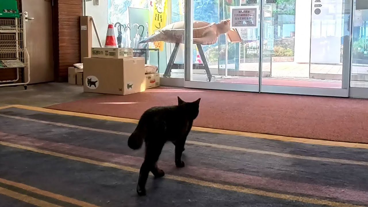【猫ホテル】今日も異常なし？外回りパトロールに出かける頼もしすぎる黒猫ちゃん