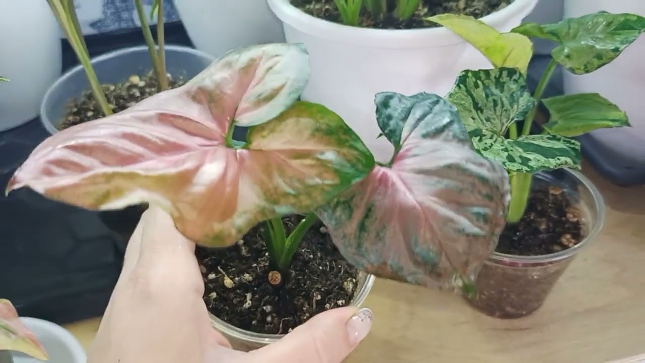 Обзор Сингониумов 💚