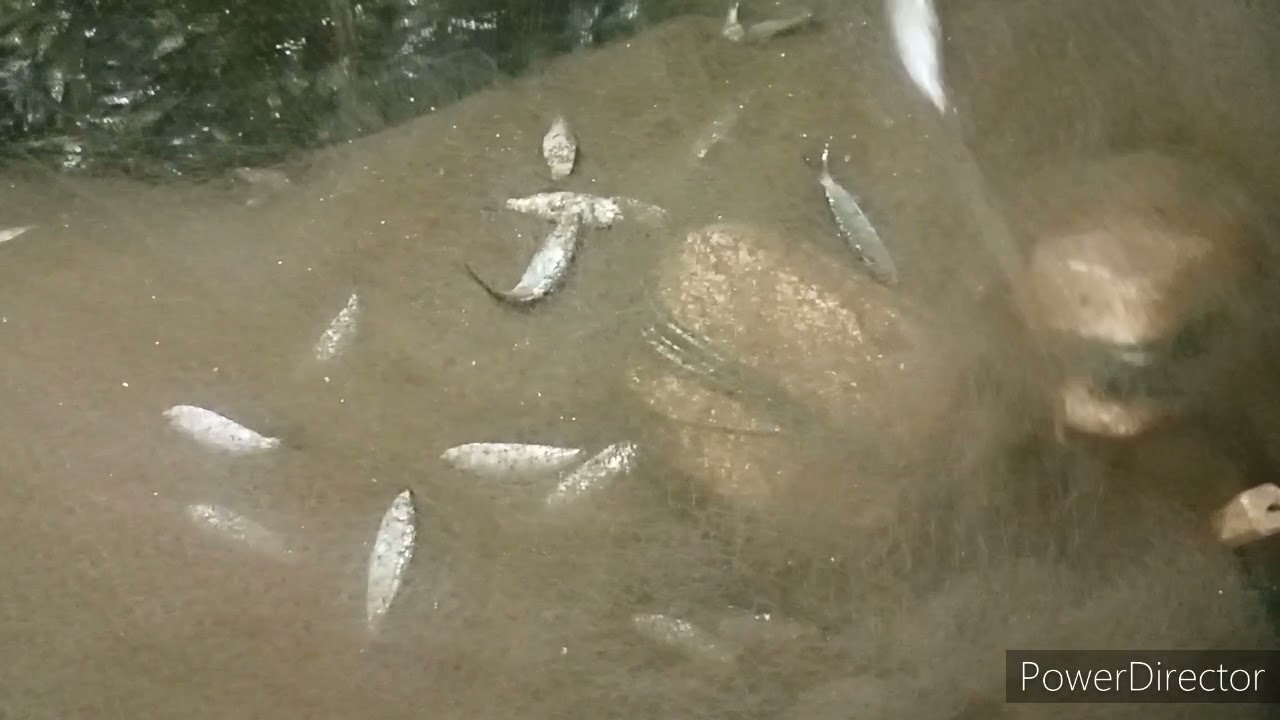 THE TRADITIONAL NET FISHING 🐠DAMING HULI PART21...