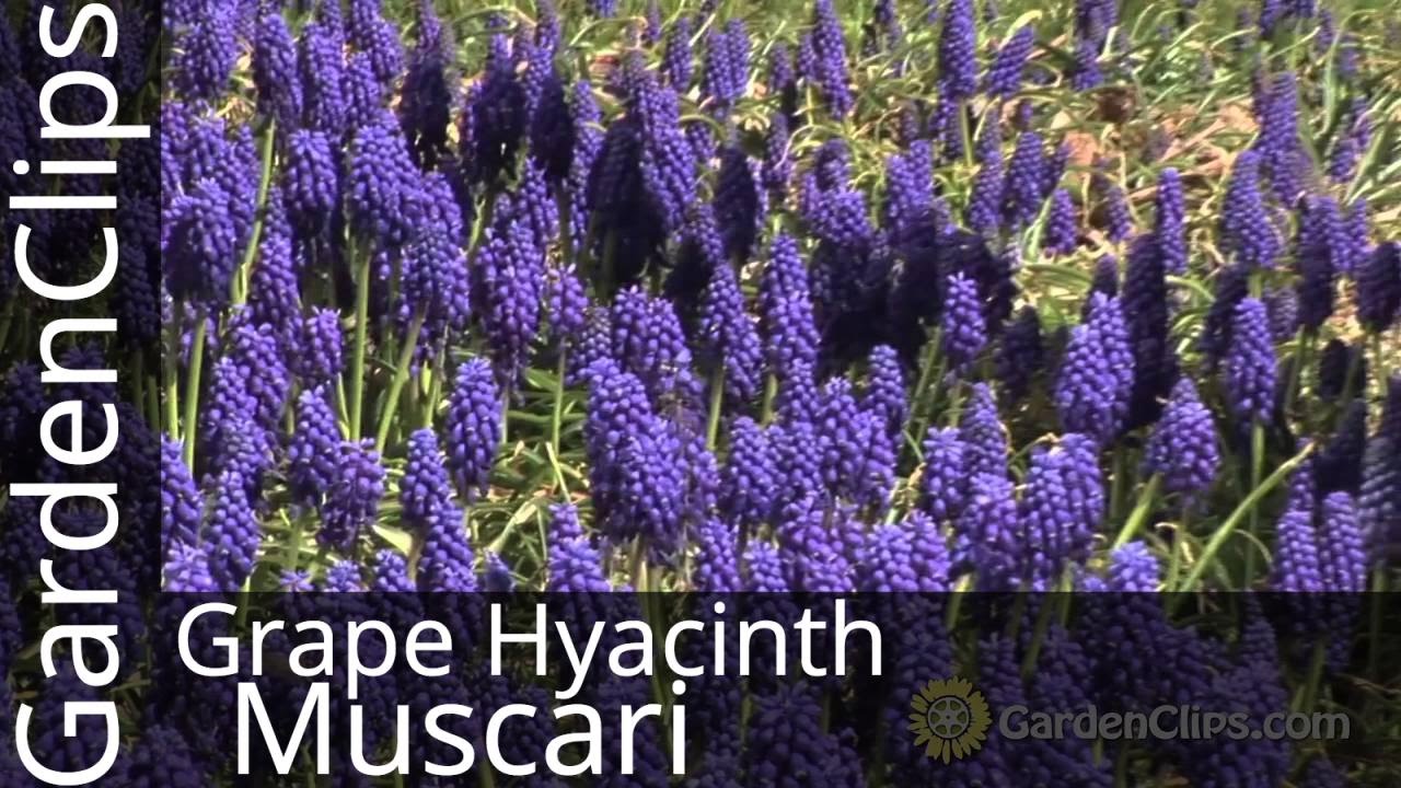Szafirek winogronowy - Muscari armeniacum - Jak uprawiać szafirek winogronowy #muscari