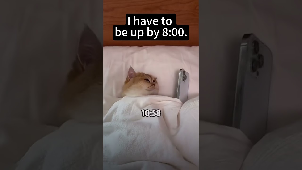 CAT:I have to be up by 8:00😺