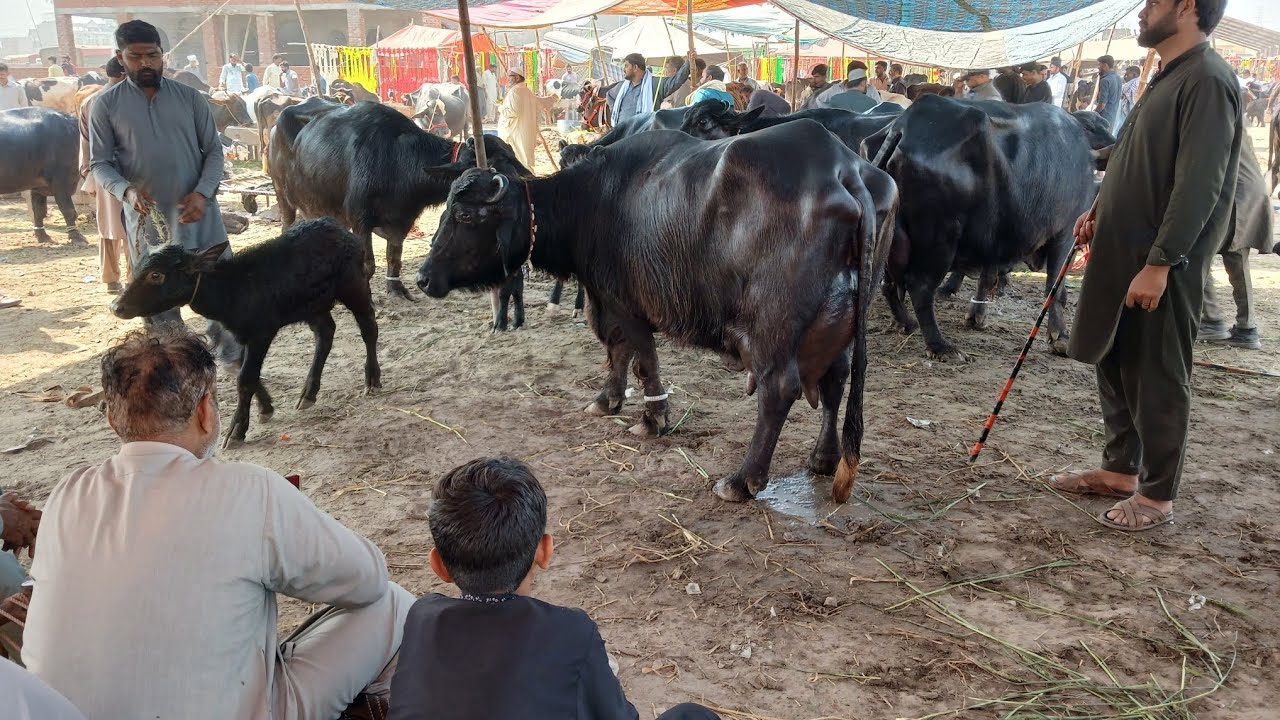 Gujarat Mandi Punjabivlog4l3l2026