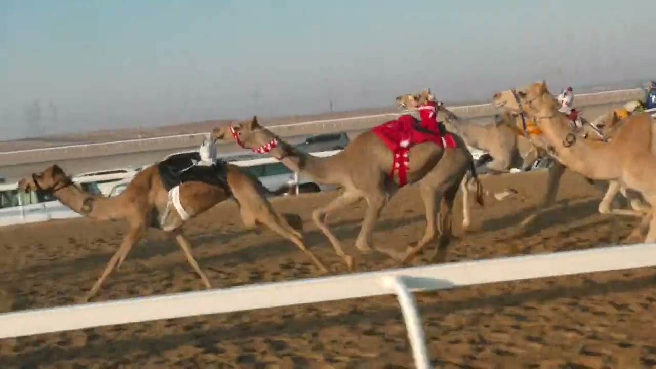 الشوط 11(شواهين) ل ساري الصغير العامري توقيت 2:16