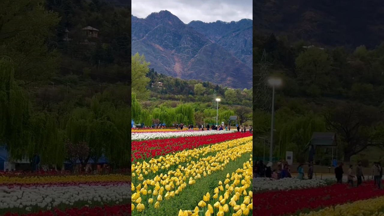 Asia's largest Tulip 🌷 Garden Srinagar Kashmir #tulipgardenkashmir #srinagar #tulips #kashmir