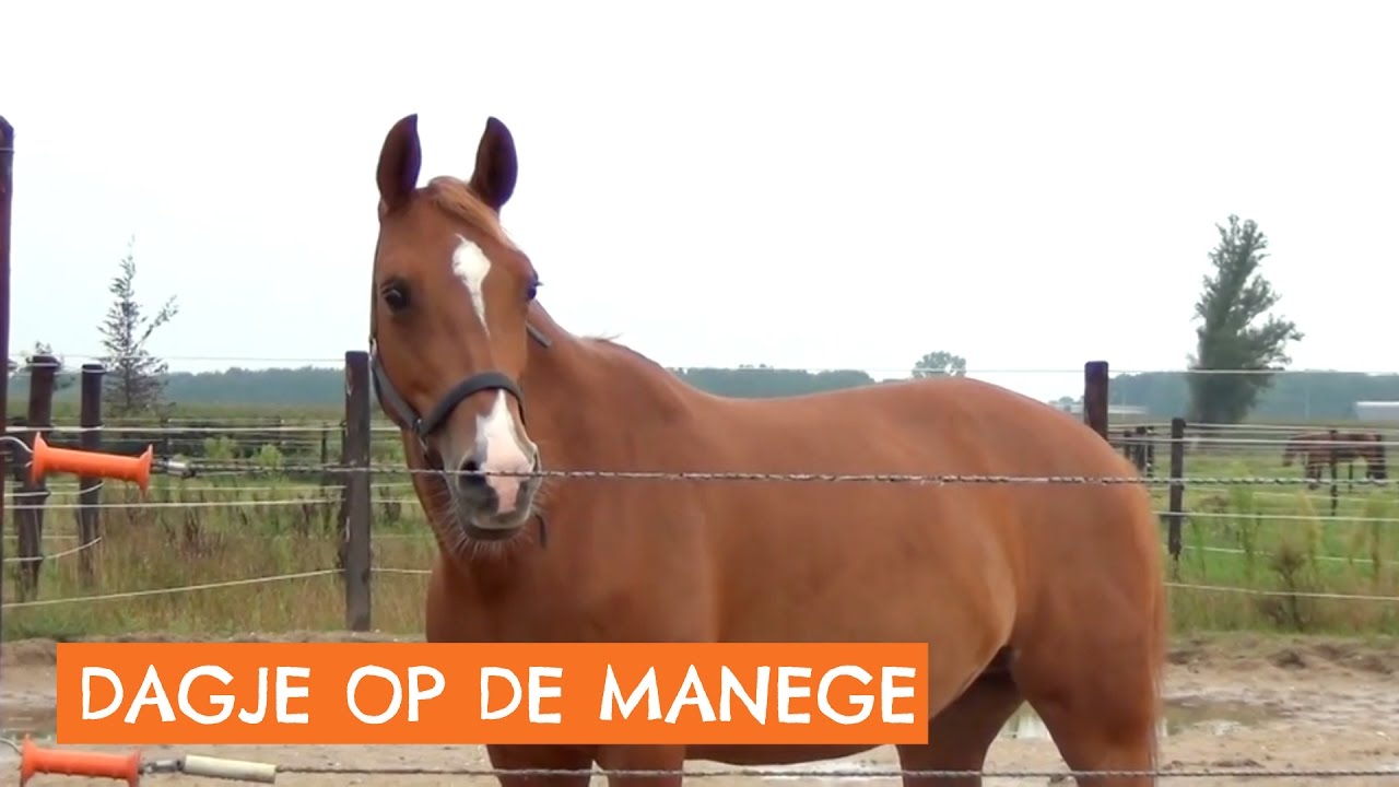 Een dagje op de manege | Vlog #3