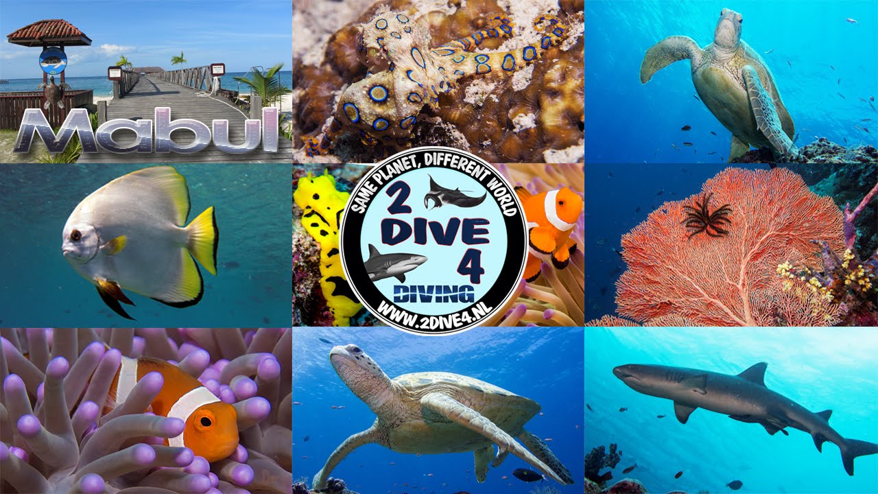 Scuba diving with Borneo Divers on Mabul and Sipadan Island Malaysia 2013 HD (part 1)