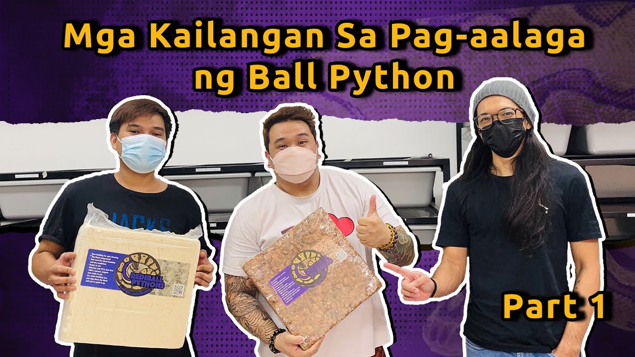 🐍 02: Mga Kailangan Sa Pag-aalaga ng Ball Python (Part 1)