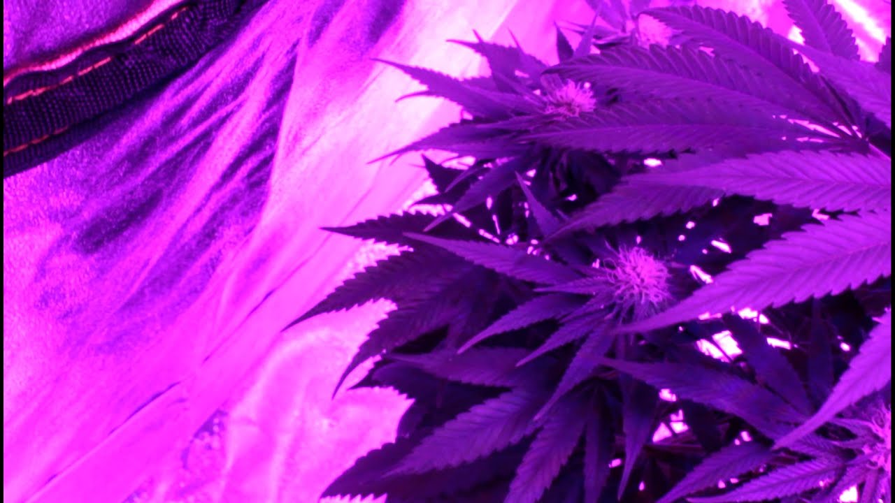 Trinity Kush * Day 24 * Penetrator 336X-PRO
