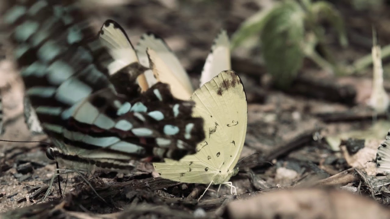 Documentaire Tresor caché d'Itombwe RDC WWF CEPF 2017