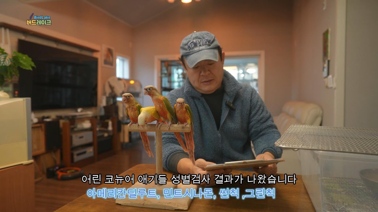 애교많고 예쁜 코뉴어앵무새 분양합니다