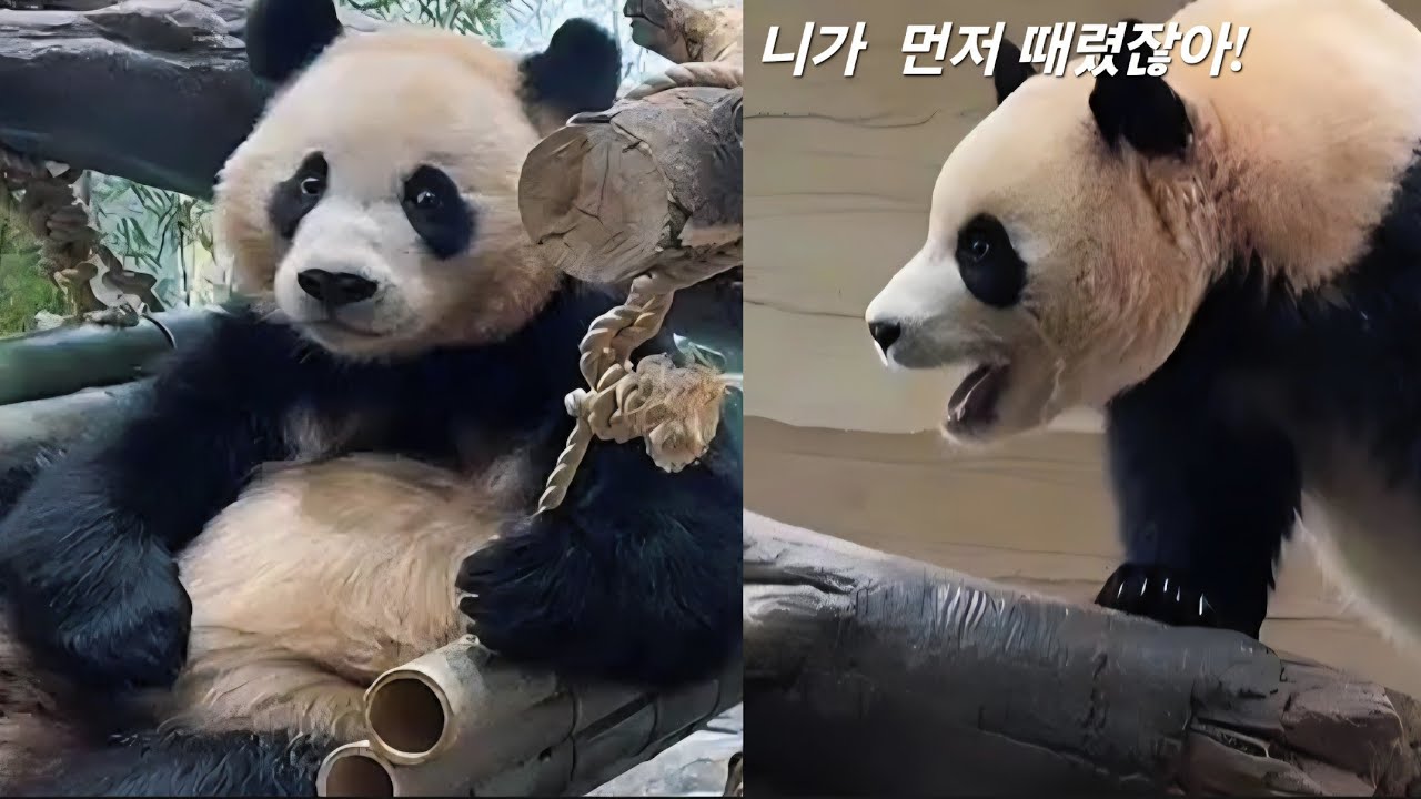 세컨하우스 2월28일 분명히 후이가 먼저 때렸어요