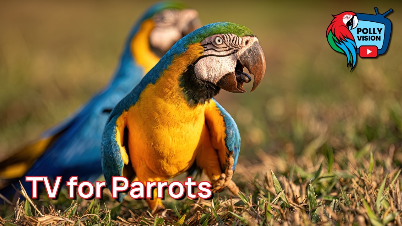 PollyVision | Relaxing Videos for Parrots