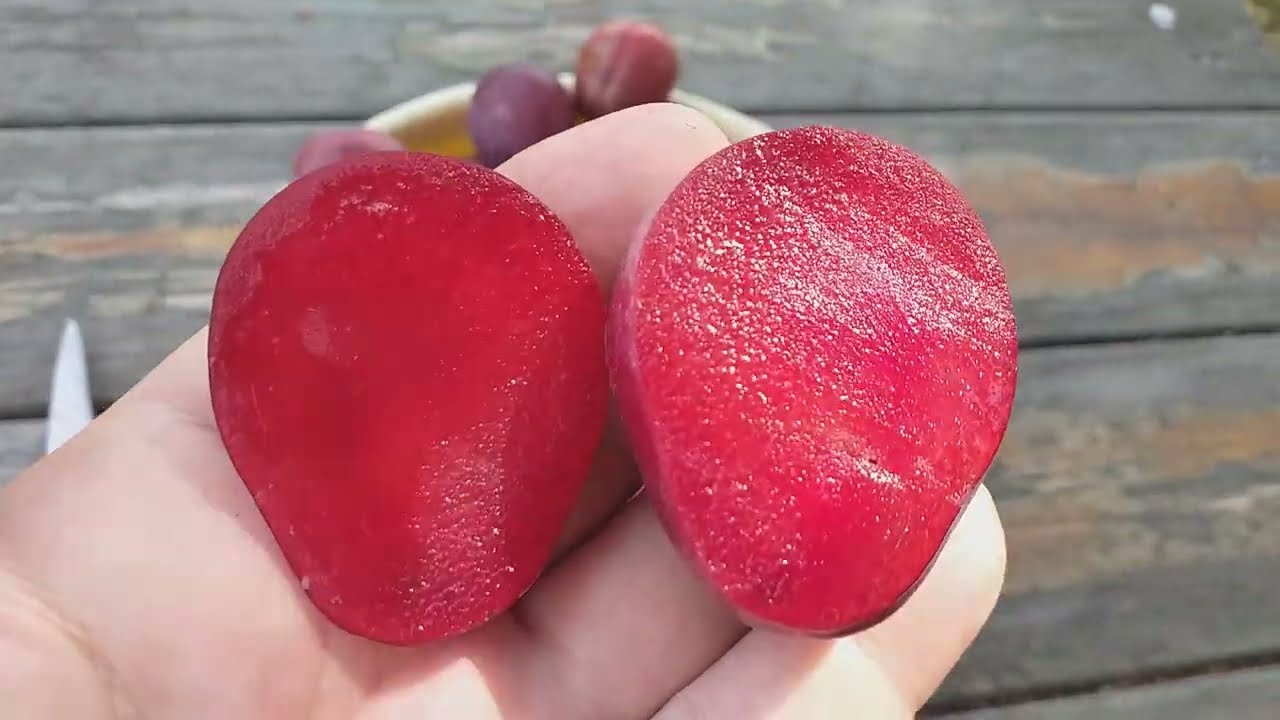 Слива диплоидная Ред Харт (plum Red Heart). Обзор и дегустация