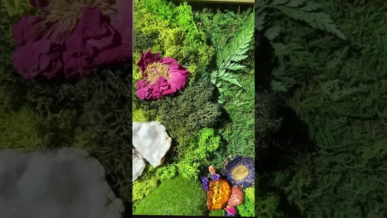 I&rsquo;m obsessed with my Moss Art 🖼️ 💐💖 #short #diy #art #moss #fairy #garden #love #artist #handmade