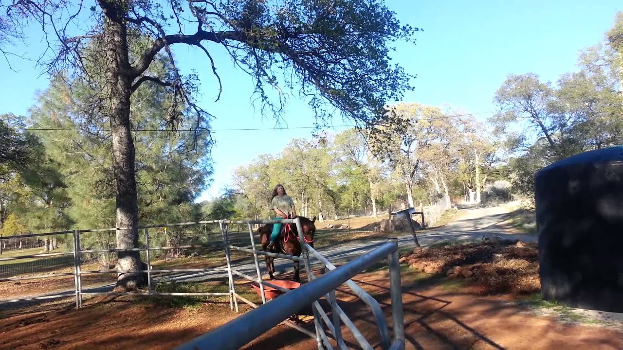 Robin riding the gelding