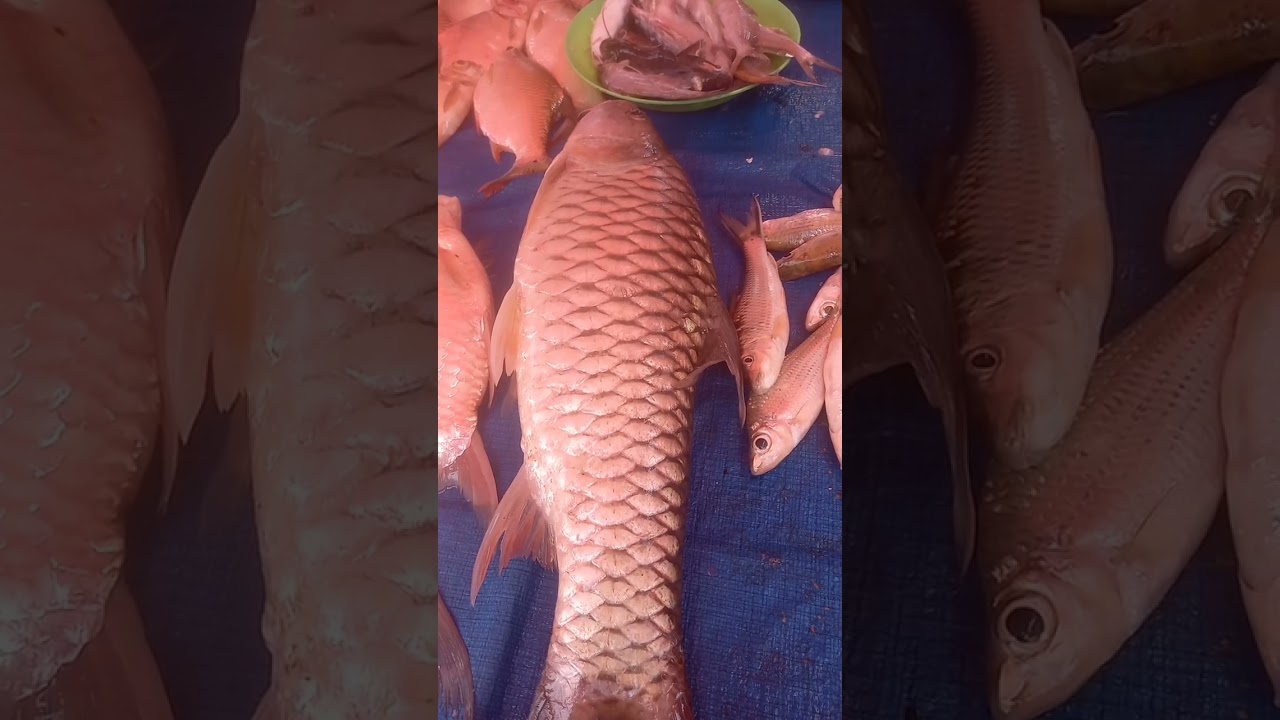 Ikan Barau Sungai Kampar#ikansungai #fauna