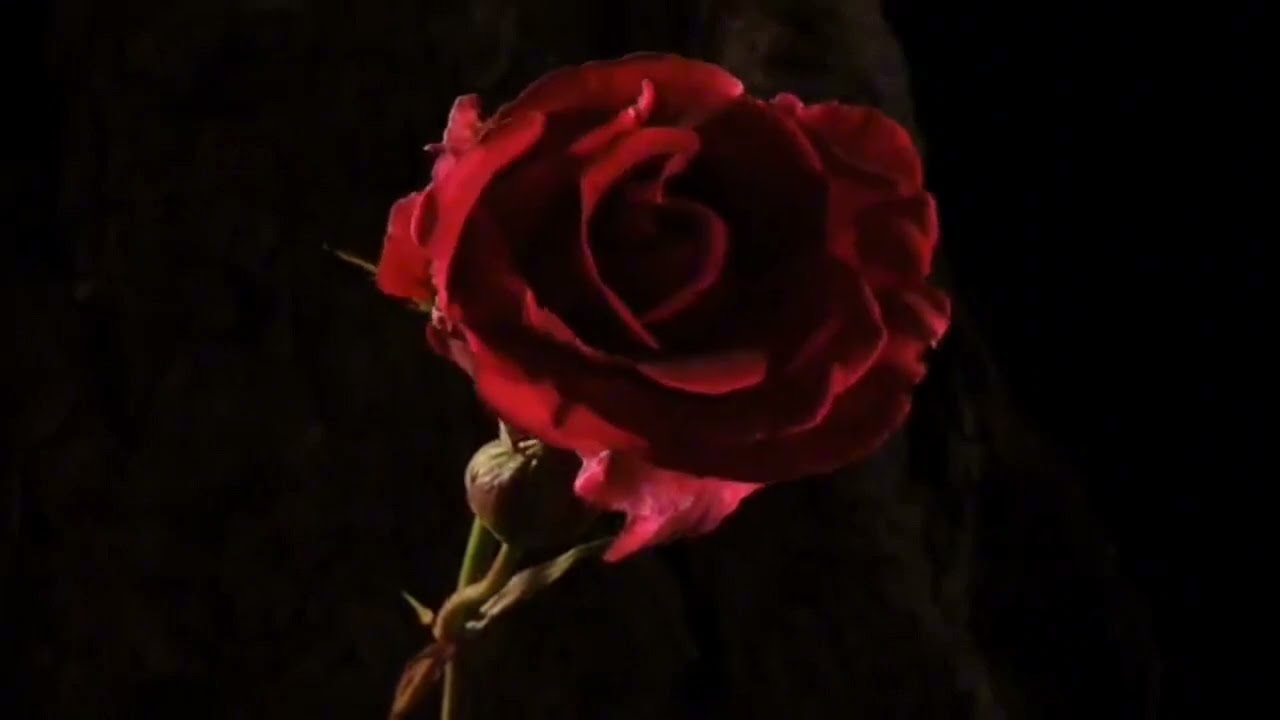 Cry - Cigarettes after sex (Other pov, slowed and rain)