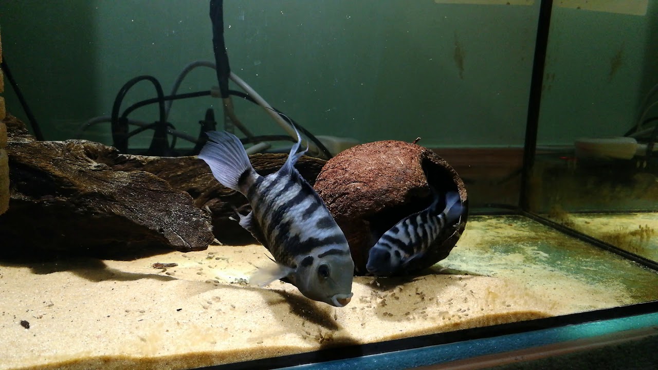 #81 Pielęgnice zebra z narybkiem #INFO