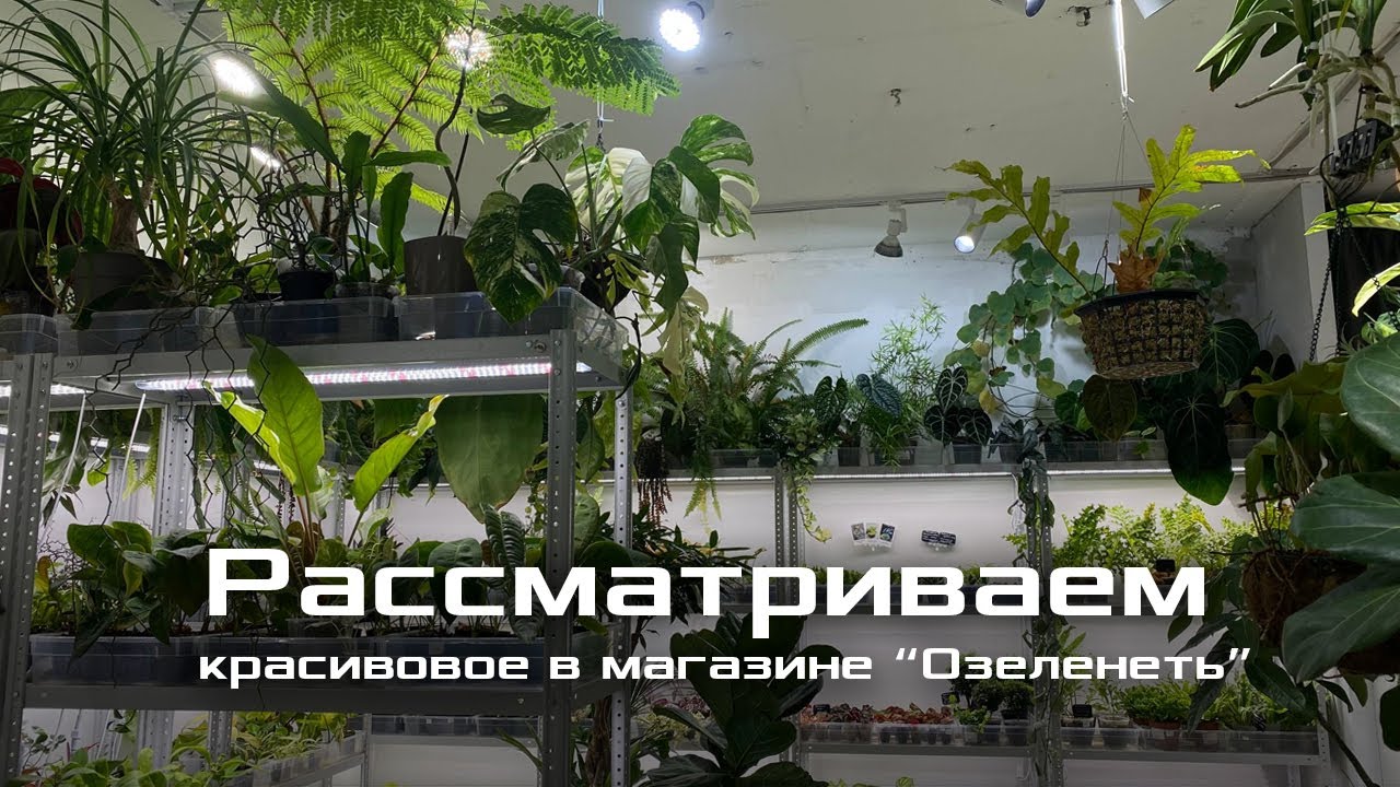 Магазин растений 