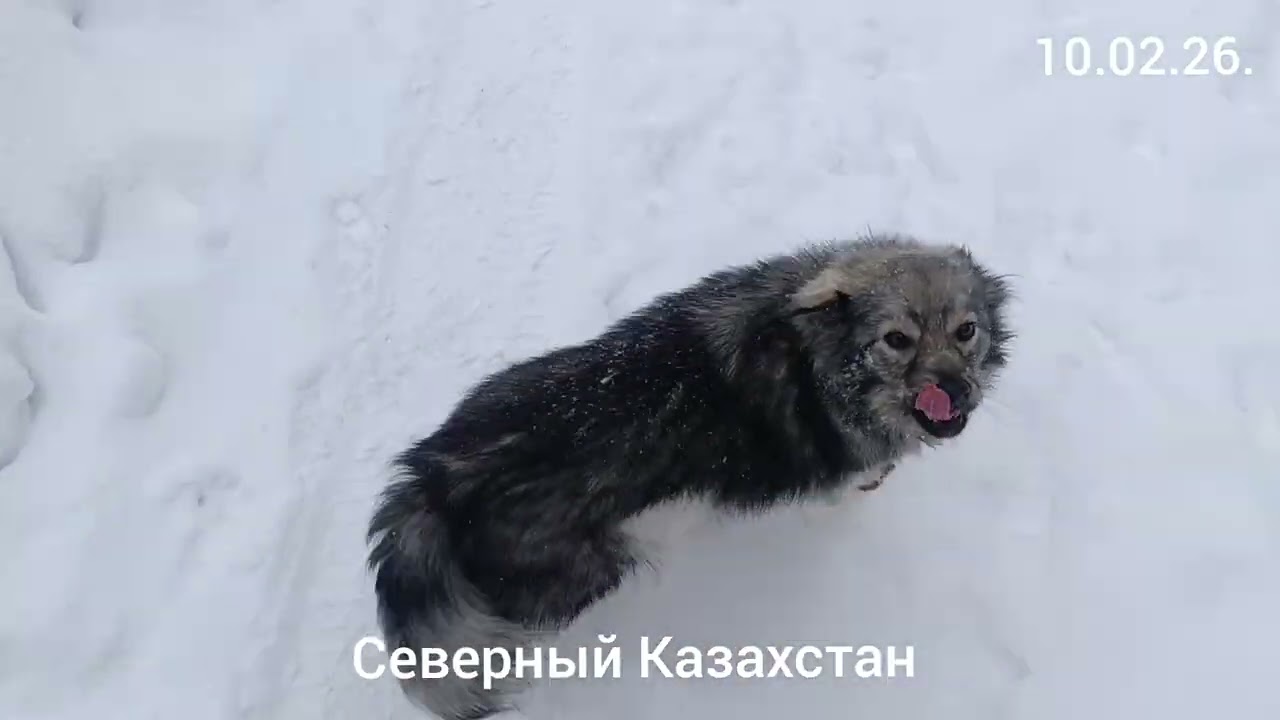 Зимнедачное времяпровождение.6-10.02.26. Северный Казахстан.