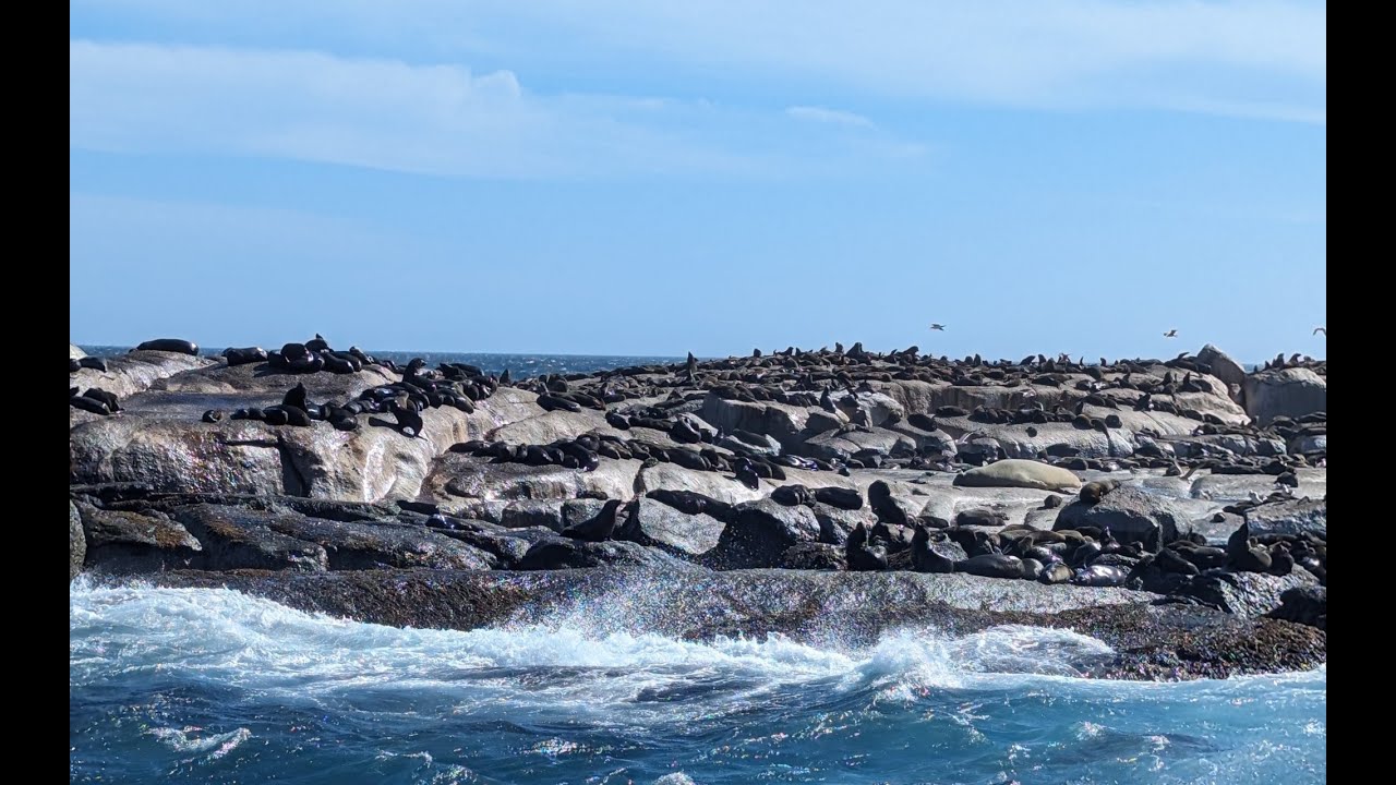 Hout Bay Seal Island cruise CIRCE LAUNCHES Seal Island Boat Trips in Hout Bay
