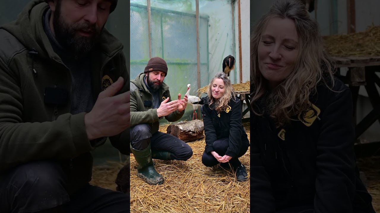 Mityczna wierność ptak&oacute;w  #animals #zwierzaki #animalhelp #birds #nature #zwierzęta #ciekawostki