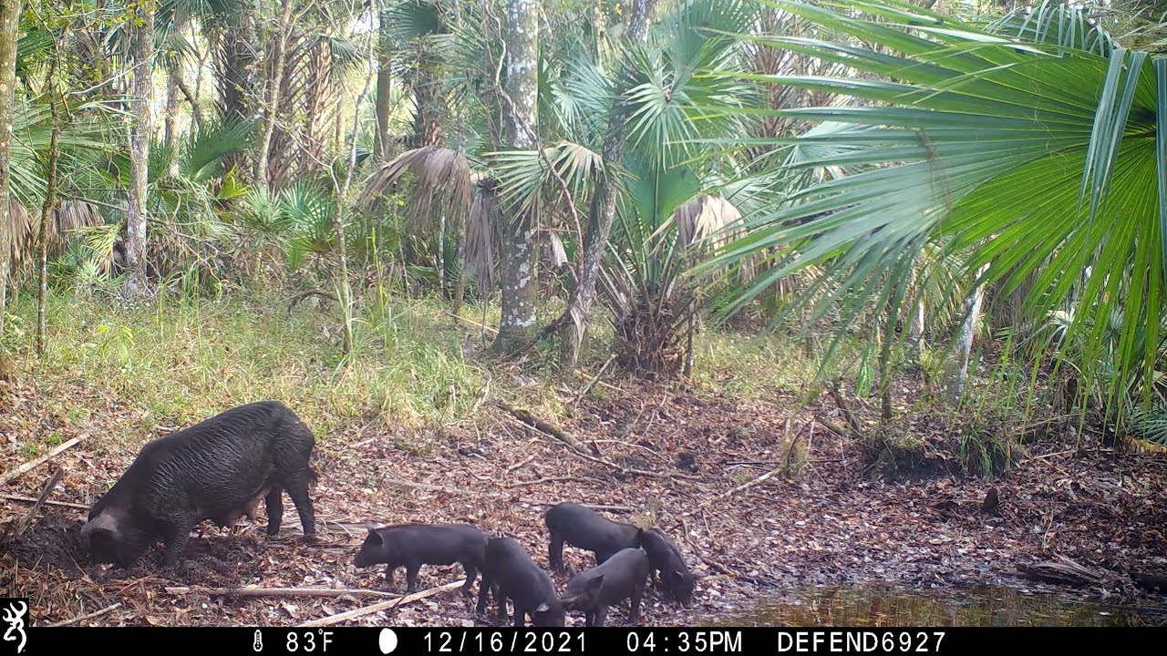 Green Swamp Trail Camera Pick-up - 7 Months in Swamp 2021 - Nice Buck, Hogs, Owl, Does, Fawns