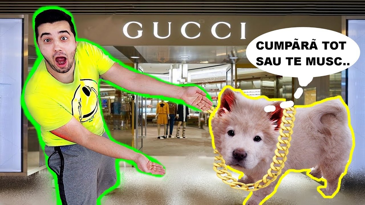 CUMPĂR TOT CE ALEGE CĂȚELUȘUL TEDDY !! (Daună maximă..)