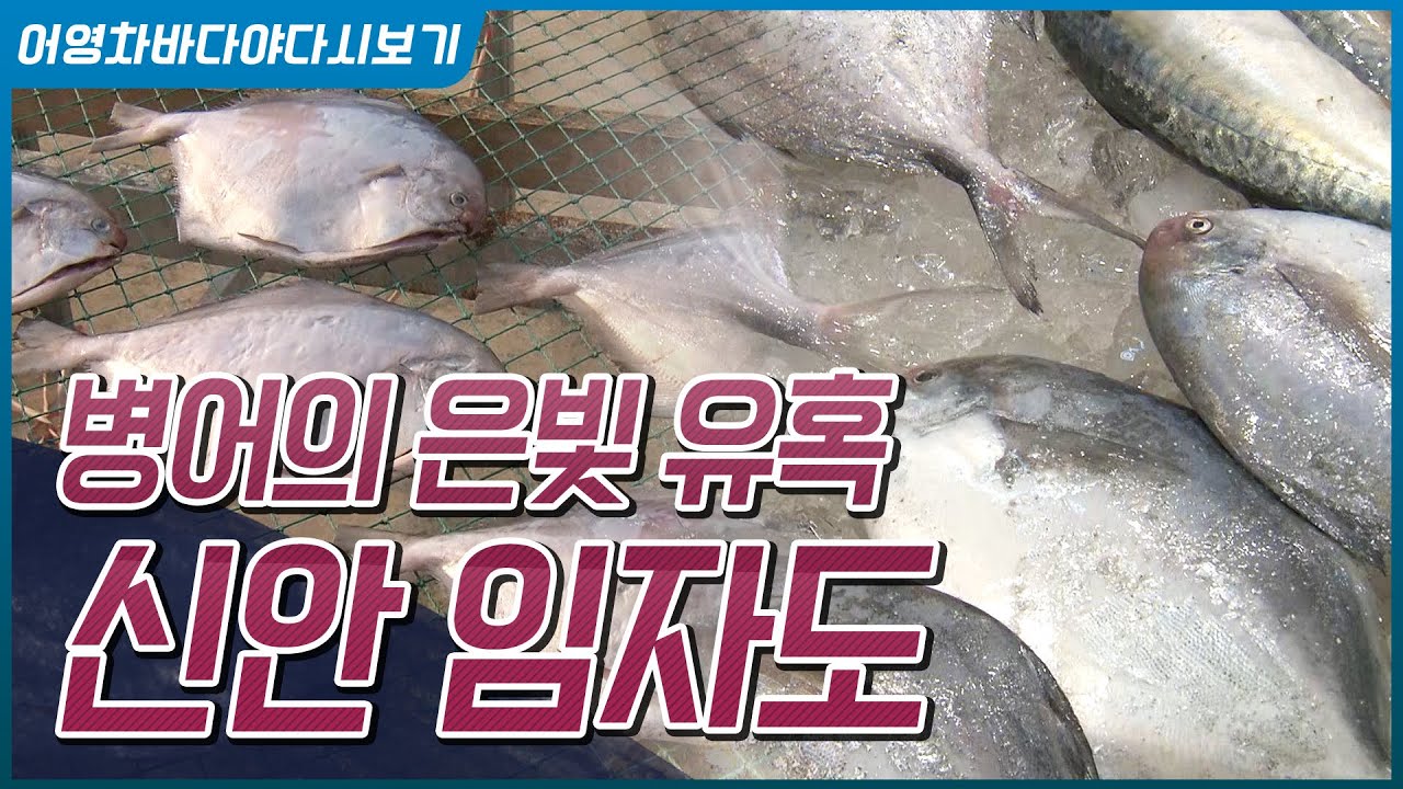 초여름 최고의 별미, 병어 #신안임자도 #제철 #병어손질 #병어회