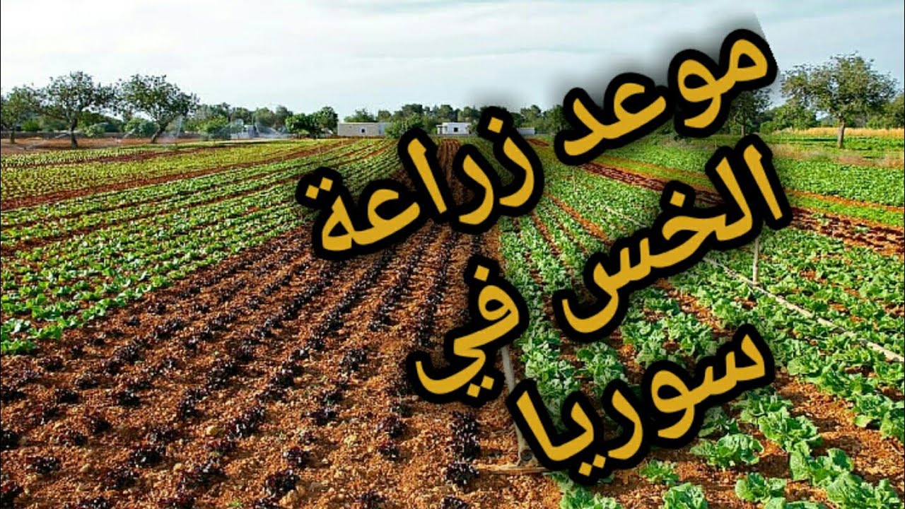 موعد زراعه والتسميد الخس