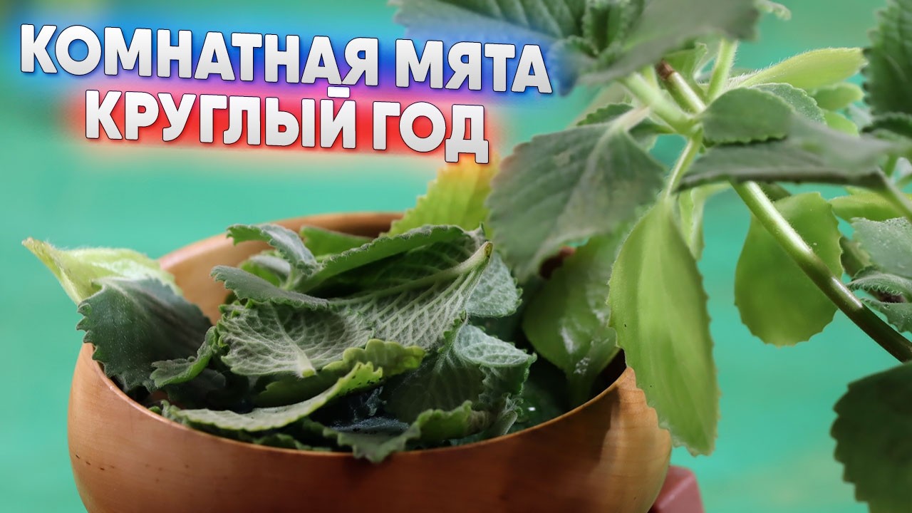 Комнатная мята круглый год