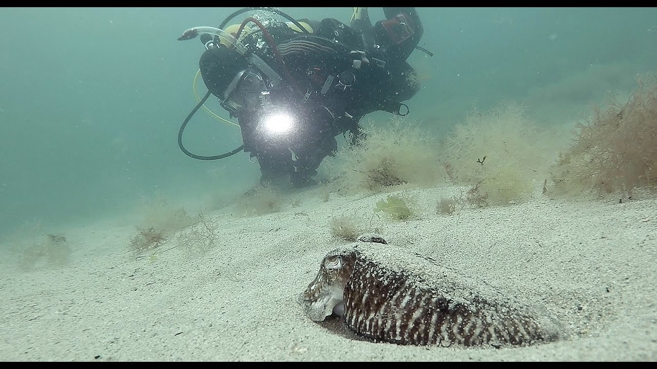 Underwater Video course with Jeff Goodman July 2017