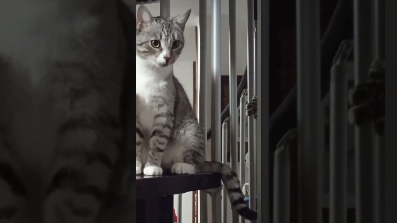 Gattino a matita: Art&ugrave;
