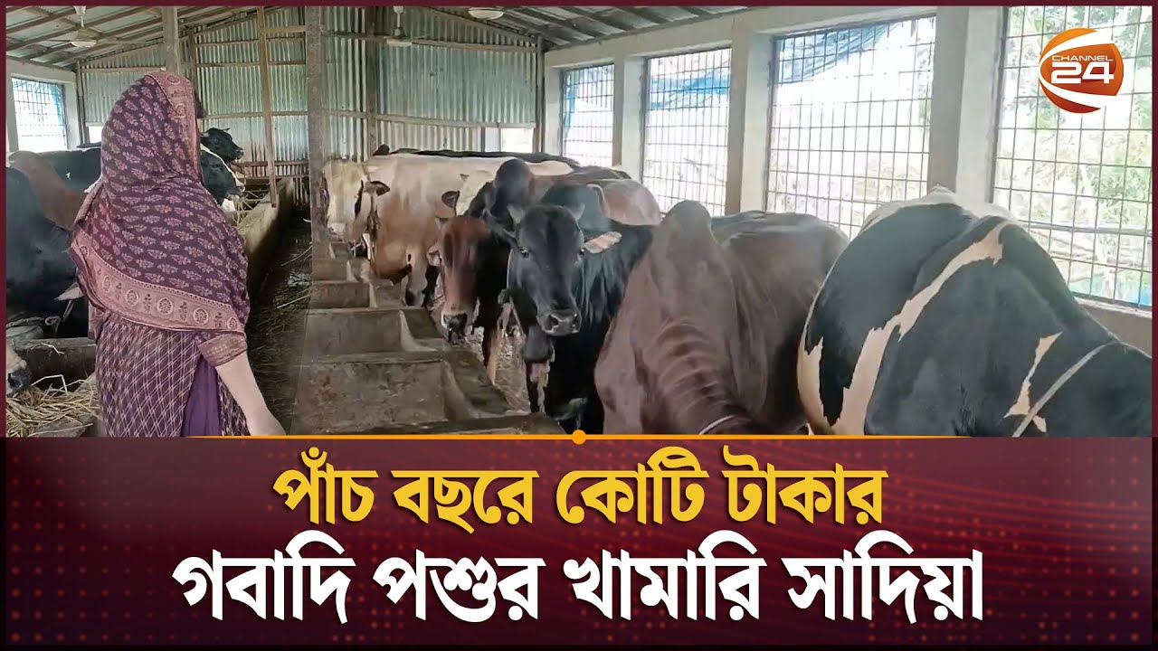 পাঁচ বছরে কোটি টাকার গবাদি পশুর খামারি সাদিয়া | Cattle Farmer | Madaripur | Channel 24