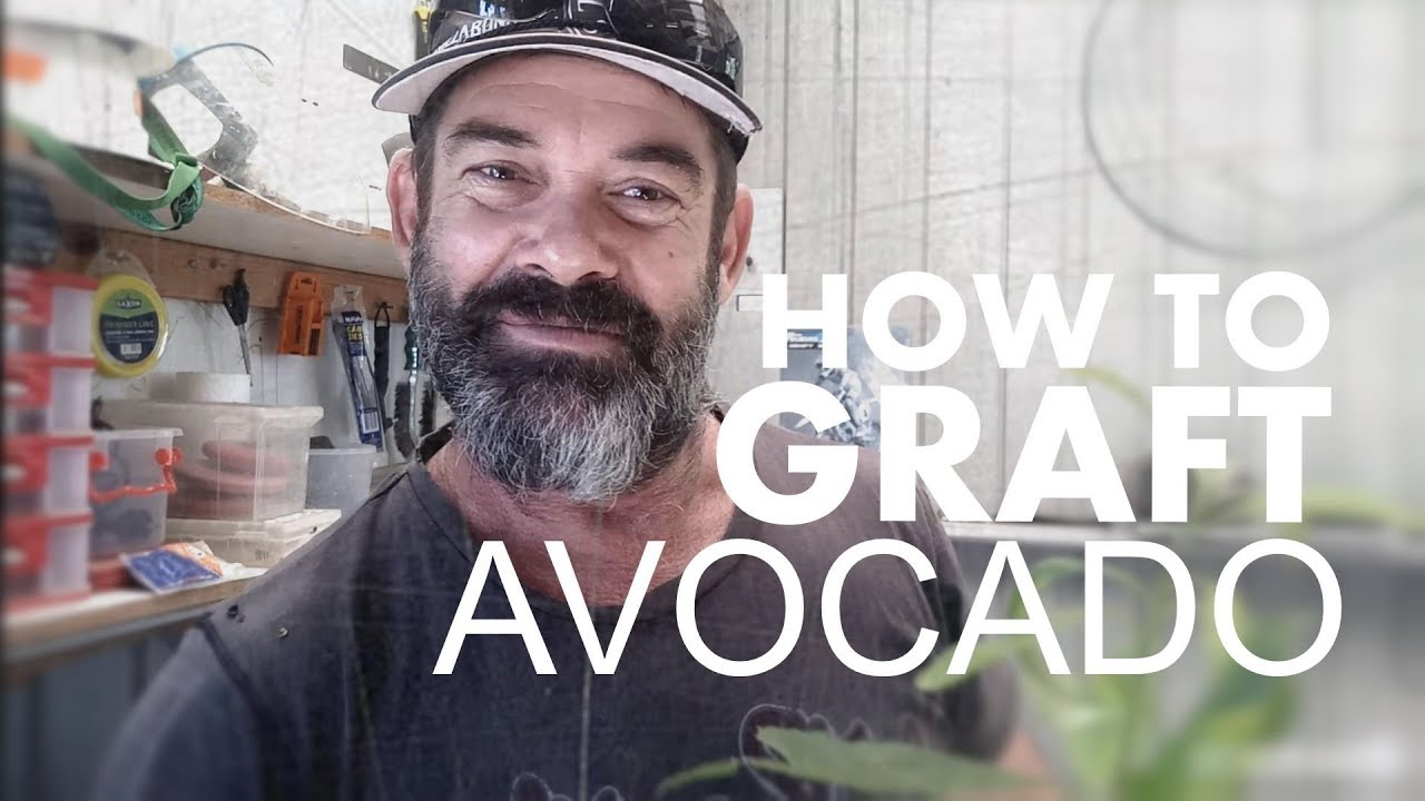 HOW TO GRAFT AN AVOCADO TREE
