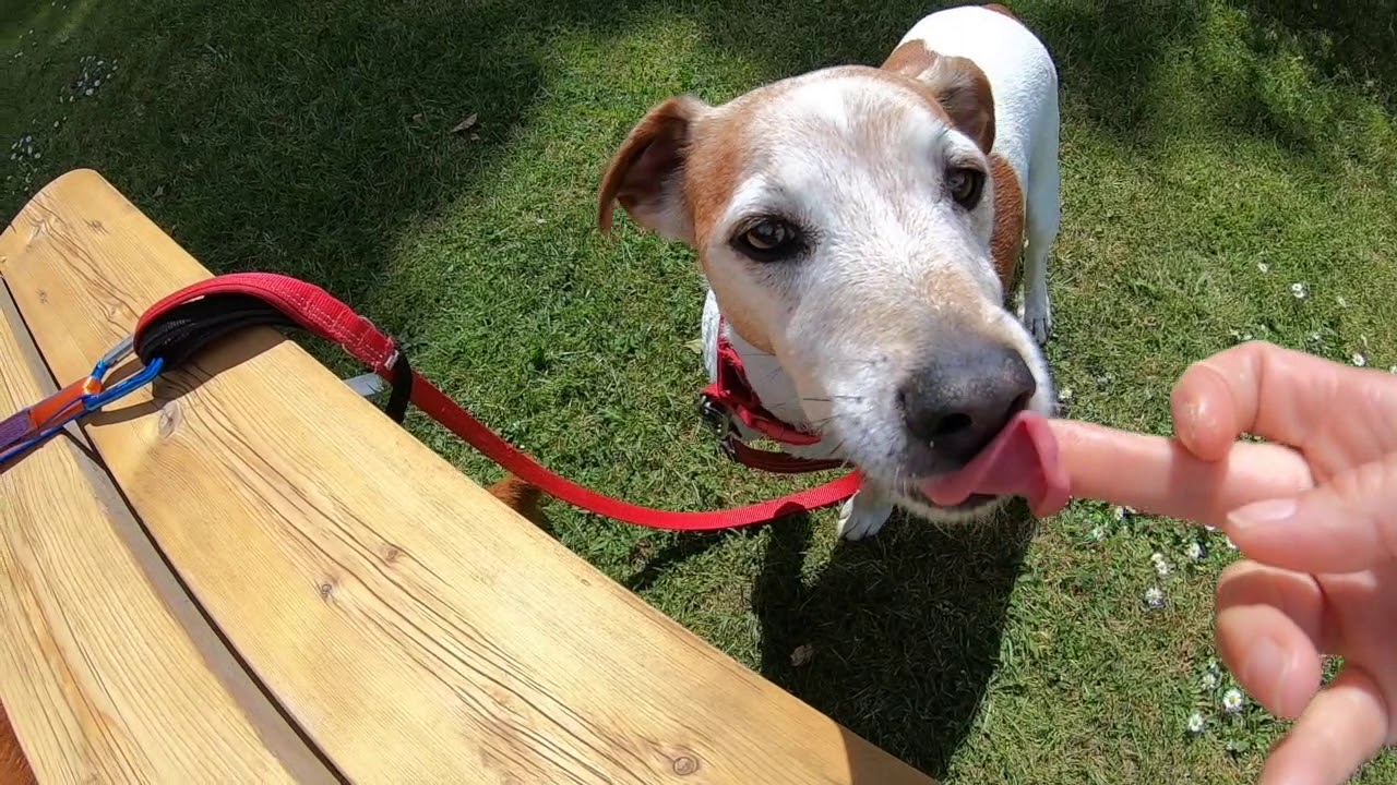 South Downs Campsite - Dog friendly