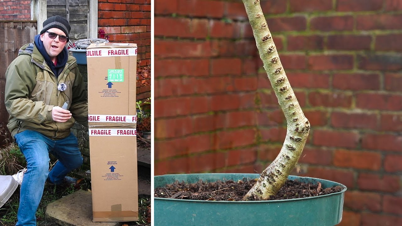 2 new trees I've wanted for ages