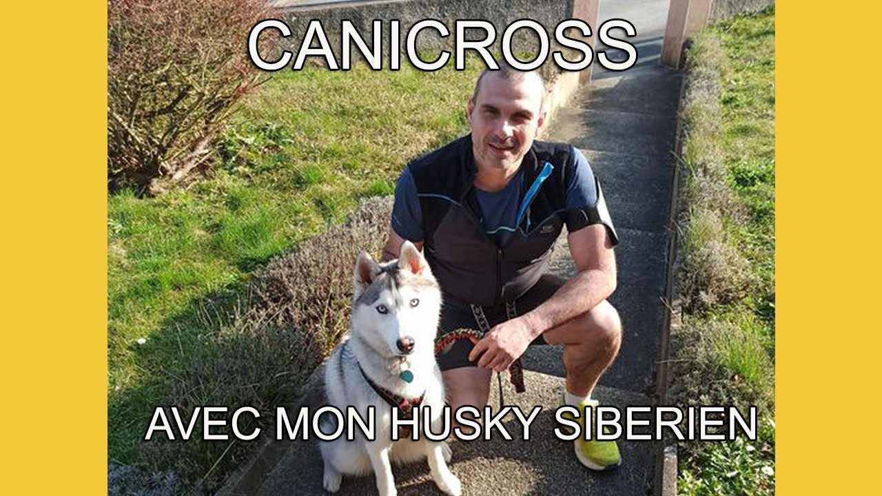 Canicross avec un husky sibérien