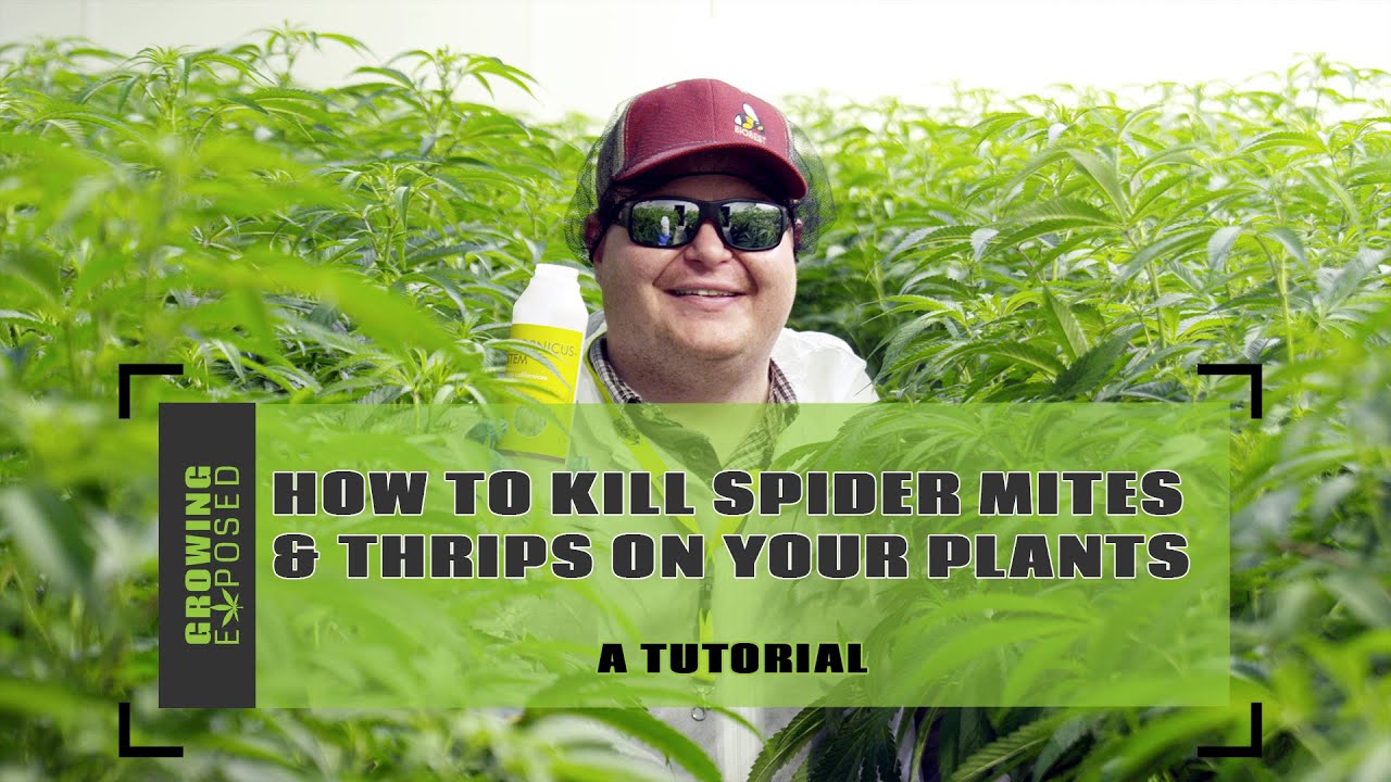 How To Kill Spider Mites & Thrips On Your Plants | Biobest