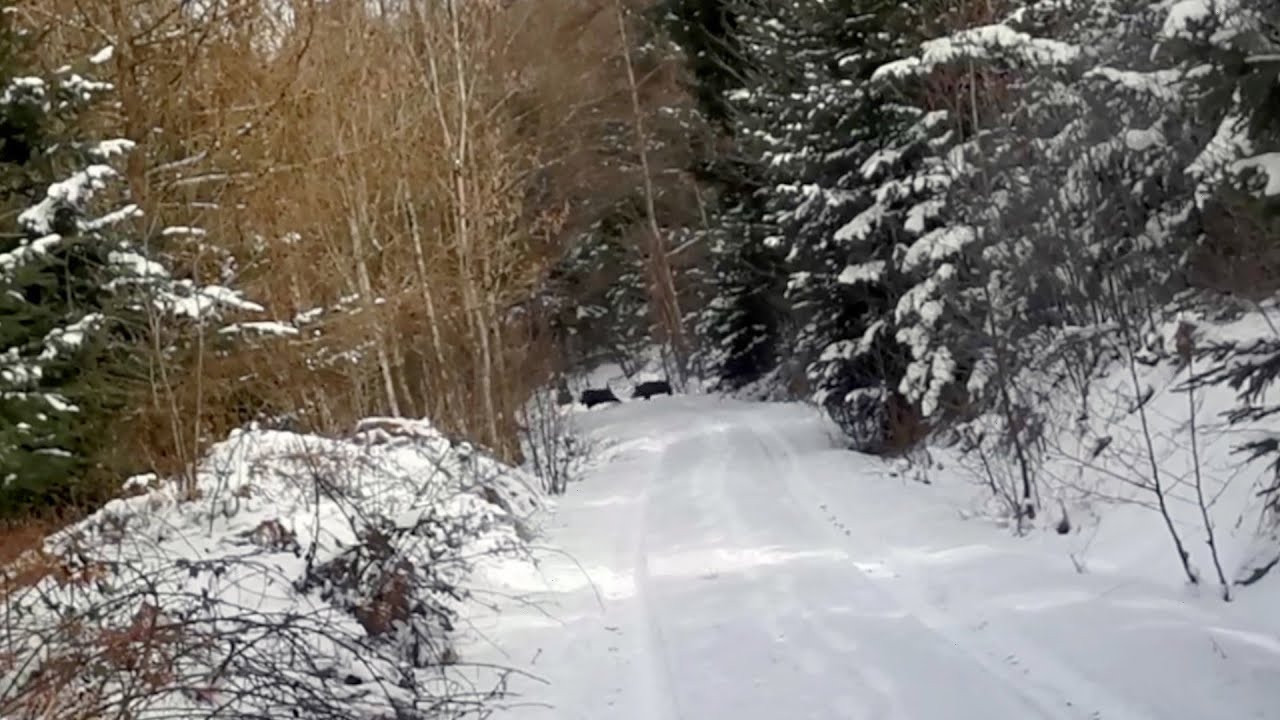 Kochen im Wald, Wildschweine gesichtet, Wandern im Winter Wonderland